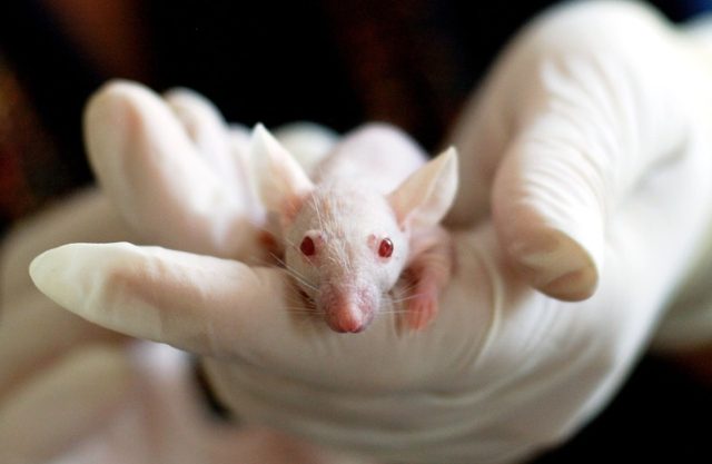 What You Don’t Know About Animal Testing
