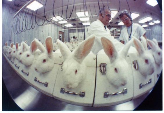 What You Don't Know About Animal Testing » VeganBlackBox