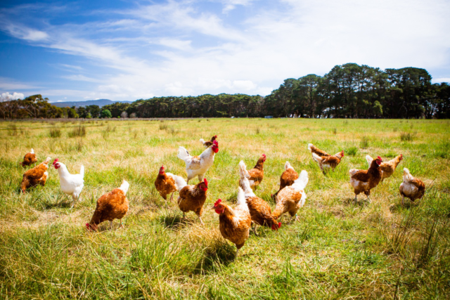 Chicken Farms and the Cost for the Earth