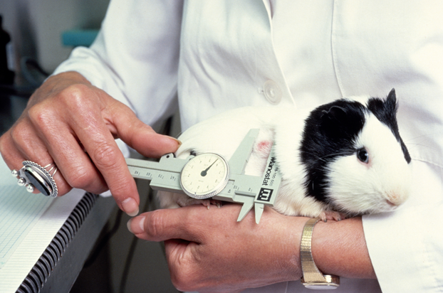 10 Animals Used In Animal Testing » VeganBlackBox