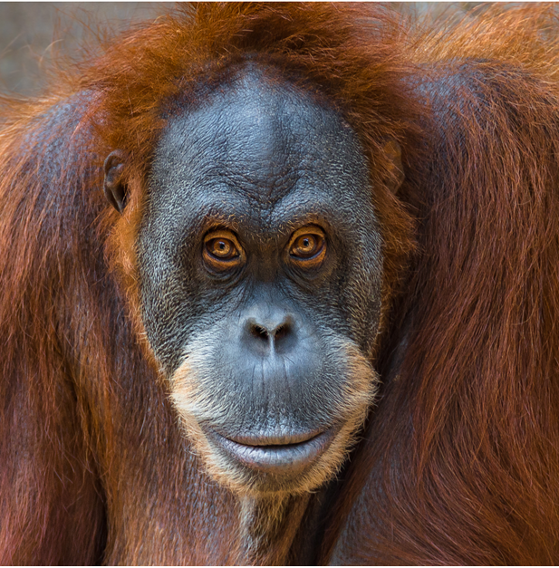 15 Endangered Rainforest Animals You May Not Know Are Endangered »  VeganBlackBox