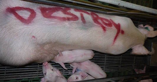 pigs testing