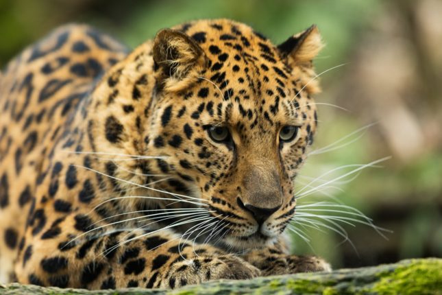 10 Cute Endangered Animals You Absolutely Want To Cuddle » VeganBlackBox